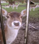 en daar is bambi weer